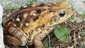 Toad Bones, Rites, Use, Lore and magic.