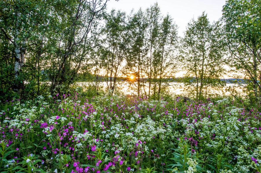 Midsommar is coming in the Nordic regions.