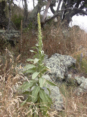 Mullein Leaf (Verbascum Thapsus)