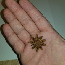 Star Anise Whole