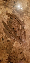 Quail Feathers