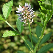 Licorice Root cut 1oz or 1 Lb.