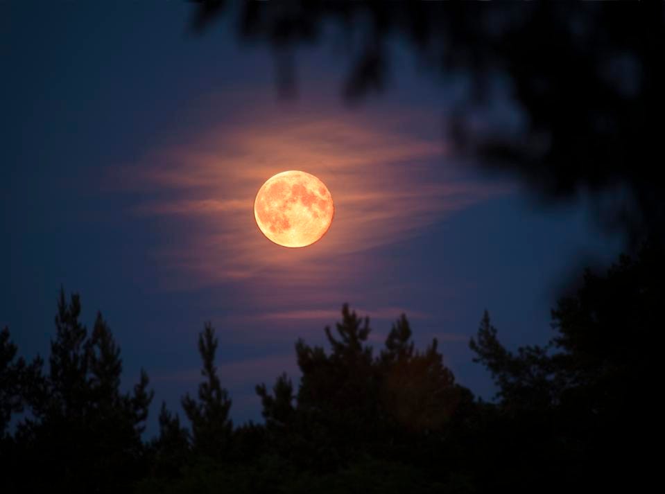 Sorcerers Beaver Blood Moon Eclipse In A Grove