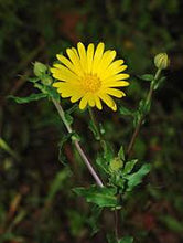 Calendula officinalis