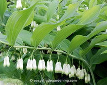 Solomon’s Seal Cut by the Ounce or Pound