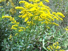 Goldenrod leaf cut 1 Oz. or 1 Lb.