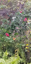 Hibiscus Leaves and Flowers Dried