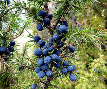 Juniper berries 1 Oz. or 1 Lb.