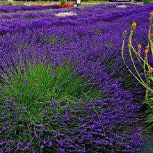 Lavender Flowers whole 1oz or 1 Lb. (Lavandula angustifolia)