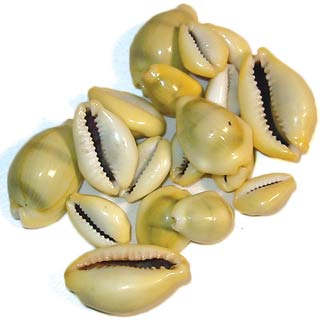 Cowrie Shells