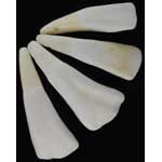 Water Buffalo Tooth