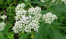 Boneset 1 Oz. or 1 Lb.