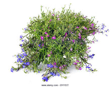 Lobelia Cut 1 Oz. or 1 lb.