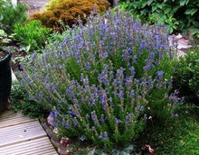 Hyssop cut