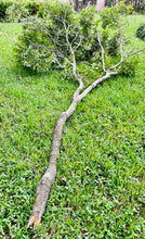 Lightening Struck Oak