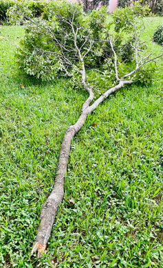 Lightening Struck Oak