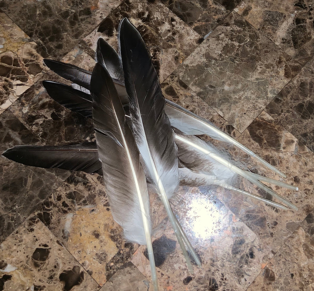 Duck Wing Quills