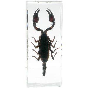 Giant Black Forest Scorpions