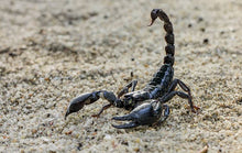 Giant Black Forest Scorpions