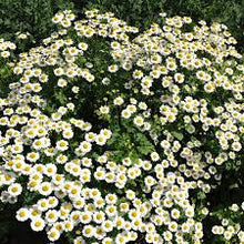 Feverfew cut