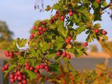 Hawthorn Berries whole 1oz (Crataegus laevigata)