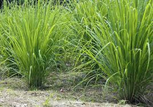 Lemongrass 1 Oz. or 1 Lb.