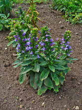 Lobelia Cut 1 Oz. or 1 lb.