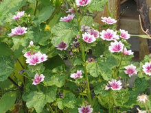 Marshmallow Root Cut also known as Althea