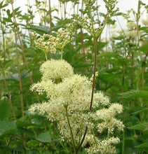 Meadowsweet 1 Oz. or 1 Lb.