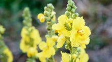 Mullein Leaf (Verbascum Thapsus)