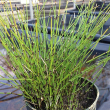 Horsetail (Shavegrass) 1 Oz.